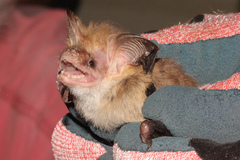 Nyctophilus corbeni