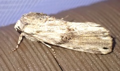 Magusa versicolora