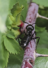 Camponotus laevissimus