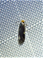 Stigmella resplendensella