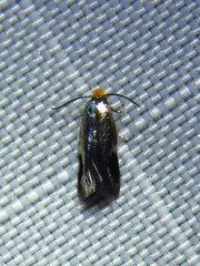 Stigmella resplendensella