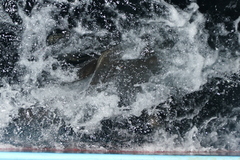 Carcharhinus longimanus