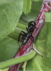 Camponotus laevissimus
