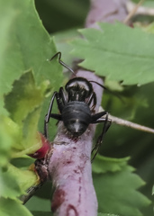 Camponotus laevissimus