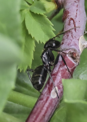 Camponotus laevissimus