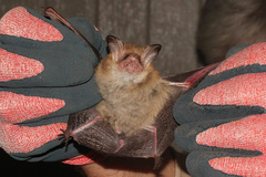 Nyctophilus corbeni