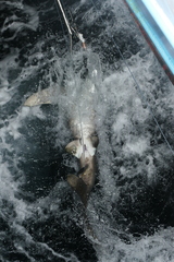 Carcharhinus longimanus