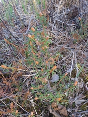 Rhododendron tomentosum