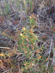Rhododendron tomentosum