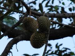 Durio zibethinus