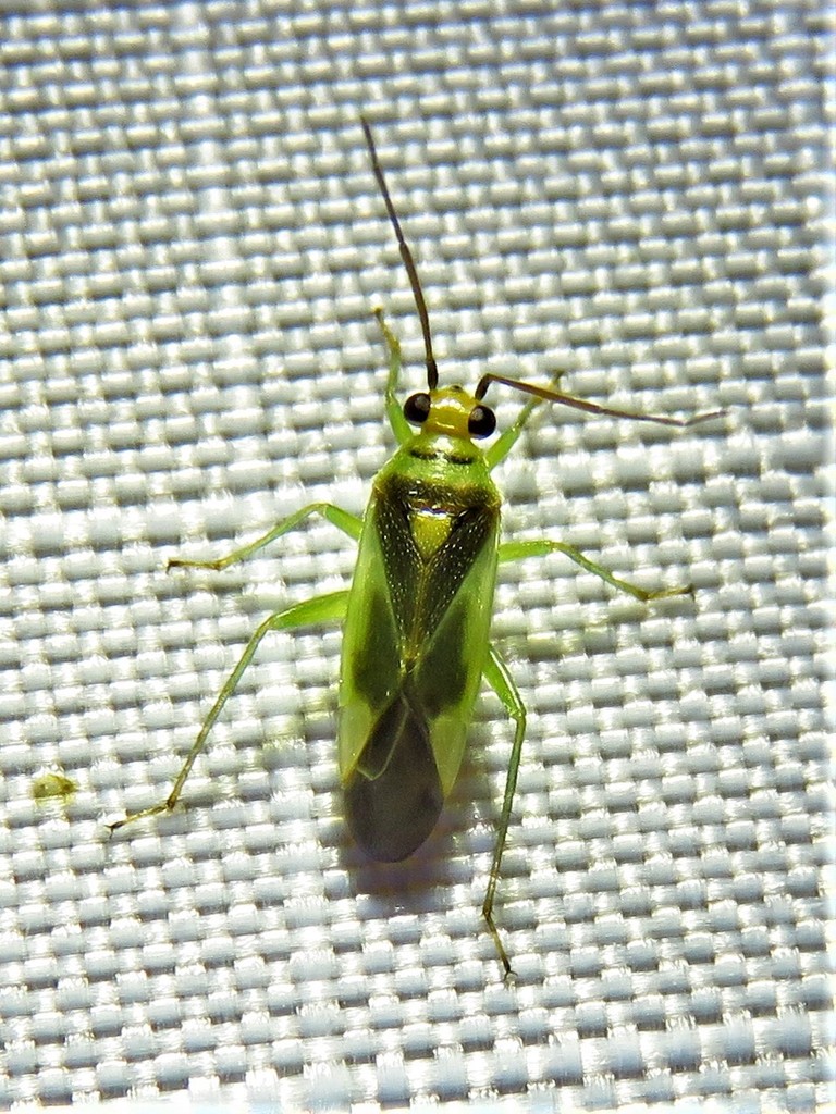 Orthotylus modestus
