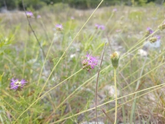 Dalea tenuis
