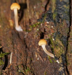 Gymnopilus eucalyptorum