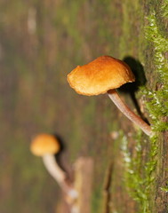 Gymnopilus eucalyptorum