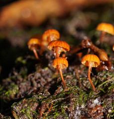 Xeromphalina leonina