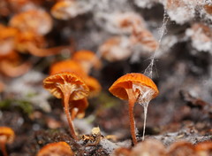 Xeromphalina leonina