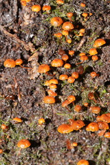 Xeromphalina leonina