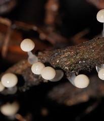 Roridomyces austrororidus