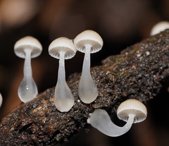 Roridomyces austrororidus