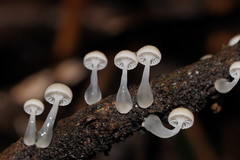 Roridomyces austrororidus