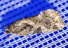 Callopistria yerburii