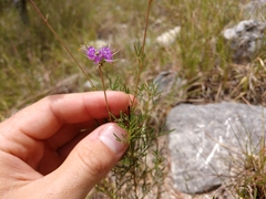 Dalea tenuis