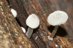 Mycena minya