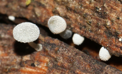 Mycena minya
