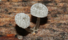 Mycena minya