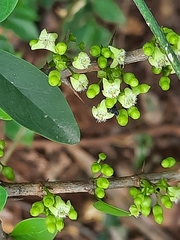 Canthium coromandelicum