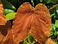 Phanera aureifolia