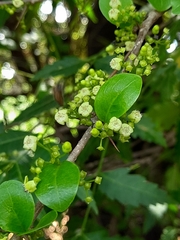 Canthium coromandelicum