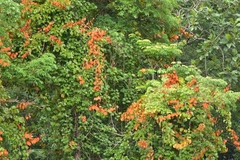 Phanera aureifolia