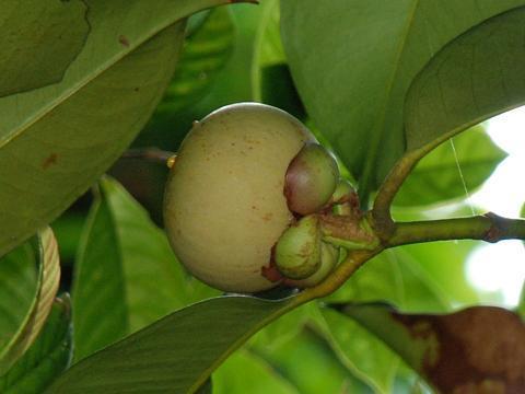 Garcinia mangostana