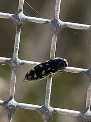 Acmaeoderopsis paravaripilis