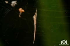 Rhomphaea fictilium image