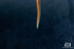 Image of Rhomphaea fictilium