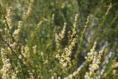 Saxinis saucia