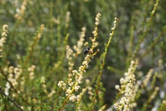 Saxinis saucia