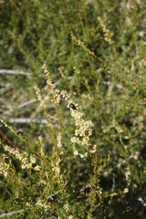 Saxinis saucia