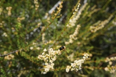 Saxinis saucia