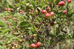 Arctostaphylos bakeri
