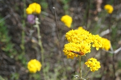 Neobellamira delicata