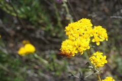 Neobellamira delicata