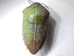 Coleotichus blackburniae