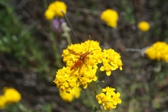 Neobellamira delicata