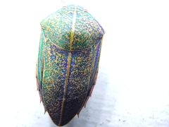 Coleotichus blackburniae