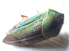 Coleotichus blackburniae