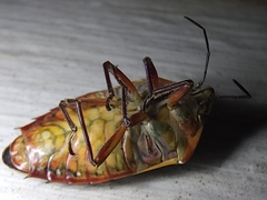 Coleotichus blackburniae