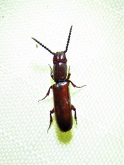 Taphroscelidia linearis